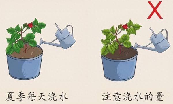 玫瑰花生长周期多长_https://www.86362.com_花卉_第8张