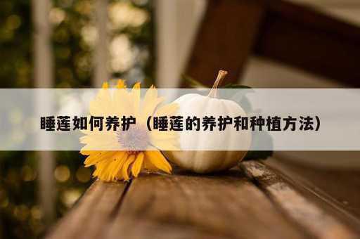 睡莲如何养护？睡莲的养护和种植方法