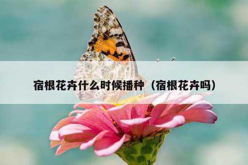 宿根花卉什么时候播种？宿根花卉吗