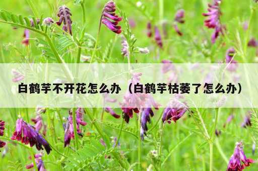 白鹤芋不开花怎么办？白鹤芋枯萎了怎么办_https://www.86362.com_资讯_第1张