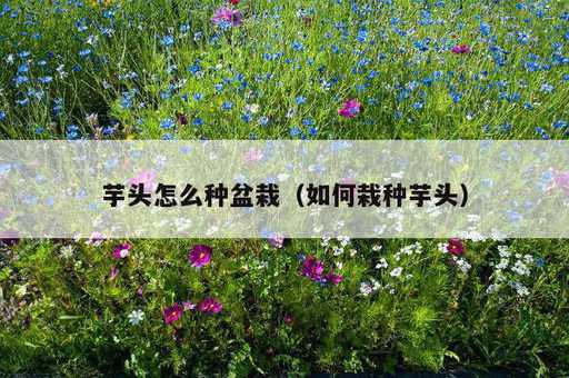 芋头怎么种盆栽？如何栽种芋头_https://www.86362.com_资讯_第1张