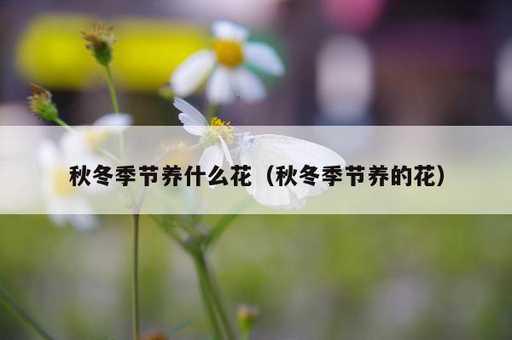 秋冬季节养什么花？秋冬季节养的花