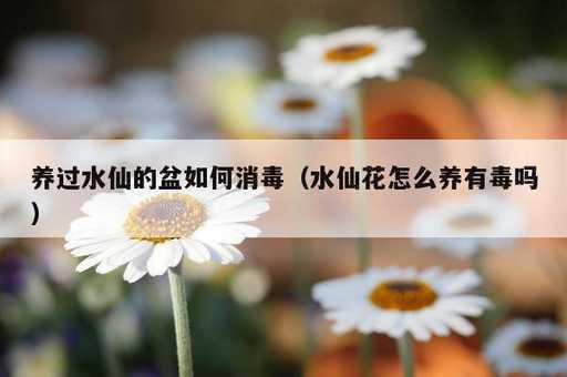 养过水仙的盆如何消毒？水仙花怎么养有毒吗_https://www.86362.com_资讯_第1张