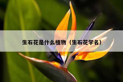 生石花是什么植物？生石花学名_https://www.86362.com_资讯_第1张