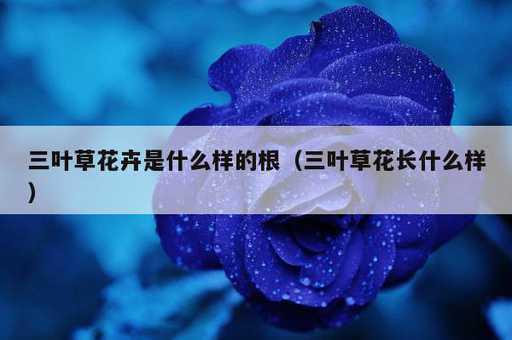 三叶草花卉是什么样的根？三叶草花长什么样_https://www.86362.com_资讯_第1张