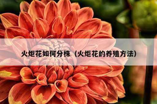 火炬花如何分株？火炬花的养殖方法_https://www.86362.com_资讯_第1张