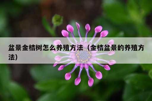 盆景金桔树怎么养殖方法？金桔盆景的养殖方法_https://www.86362.com_资讯_第1张