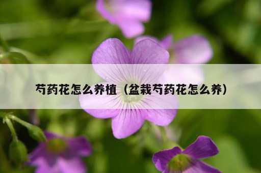 芍药花怎么养植？盆栽芍药花怎么养_https://www.86362.com_资讯_第1张