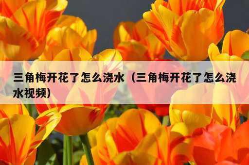 三角梅开花了怎么浇水？三角梅开花了怎么浇水视频