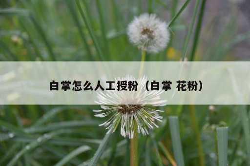 白掌怎么人工授粉？白掌 花粉