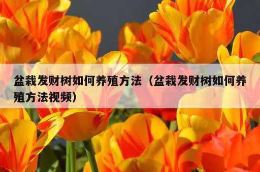 盆栽发财树如何养殖方法？盆栽发财树如何养殖方法视频_https://www.86362.com_资讯_第1张