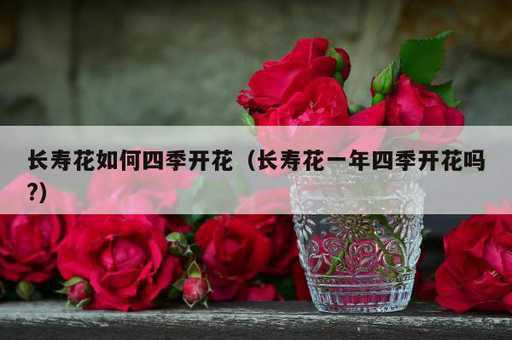 长寿花如何四季开花？长寿花一年四季开花吗?_https://www.86362.com_资讯_第1张