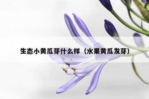 生态小黄瓜芽什么样？水果黄瓜发芽_https://www.86362.com_资讯_第1张