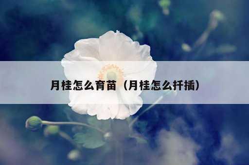 月桂怎么育苗？月桂怎么扦插_https://www.86362.com_资讯_第1张