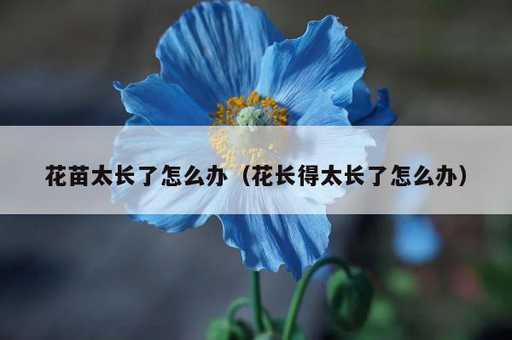 花苗太长了怎么办？花长得太长了怎么办