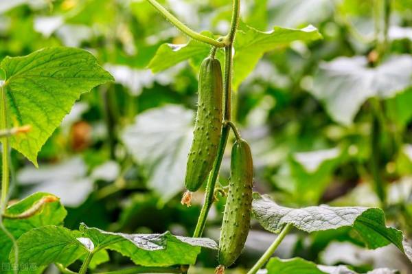 黄瓜怎样种植_https://www.86362.com_花卉_第1张