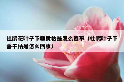 杜鹃花叶子下垂黄枯是怎么回事？杜鹃叶子下垂干枯是怎么回事