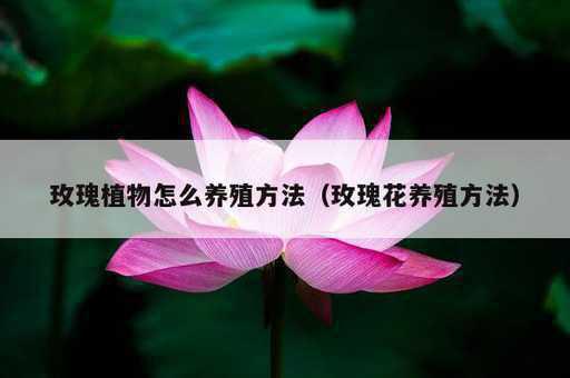 玫瑰植物怎么养殖方法？玫瑰花养殖方法_https://www.86362.com_资讯_第1张