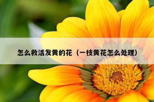 怎么救活发黄的花？一枝黄花怎么处理