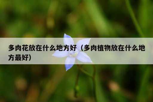 多肉花放在什么地方好？多肉植物放在什么地方最好_https://www.86362.com_资讯_第1张