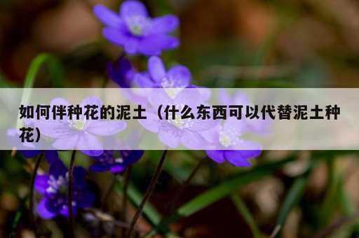 如何伴种花的泥土？什么东西可以代替泥土种花