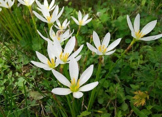 水仙花几点开花