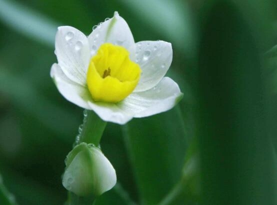 水仙花几点开花_https://www.86362.com_花卉_第4张