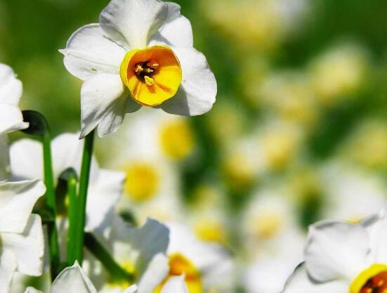 水仙花几点开花_https://www.86362.com_花卉_第5张