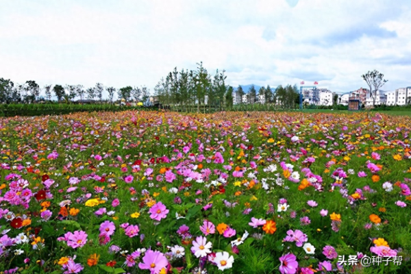 波斯菊什么时候开花_https://www.86362.com_花卉_第2张