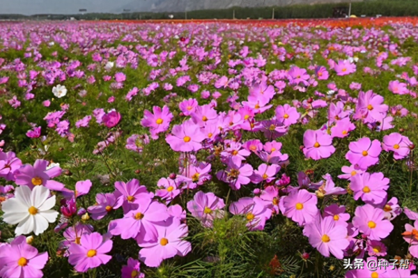 波斯菊什么时候开花_https://www.86362.com_花卉_第4张