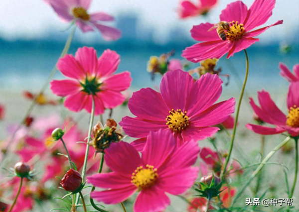 波斯菊什么时候开花_https://www.86362.com_花卉_第5张