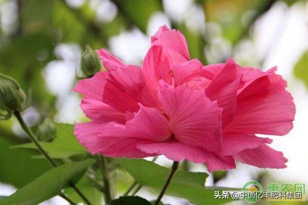 芙蓉花什么季节开花_https://www.86362.com_花卉_第3张