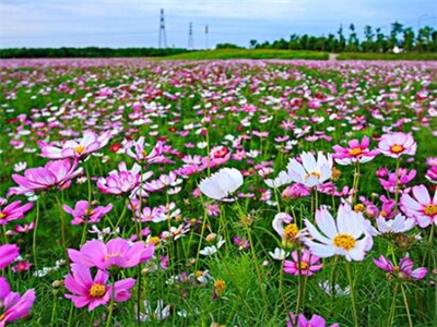 波斯菊种子什么时候播种_https://www.86362.com_花卉_第3张