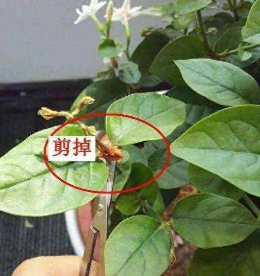 茉莉花怎么养才长得好_https://www.86362.com_花卉_第2张