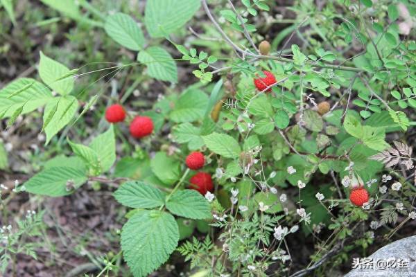 覆盆子树苗怎么种植_https://www.86362.com_花卉_第1张