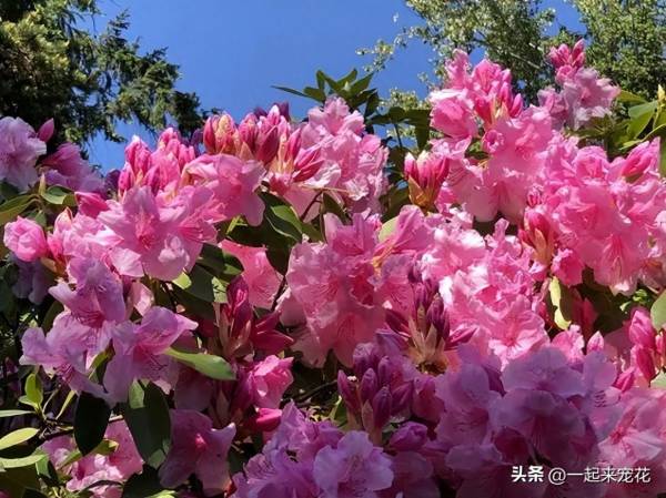 家中适合养什么花_https://www.86362.com_花卉_第5张