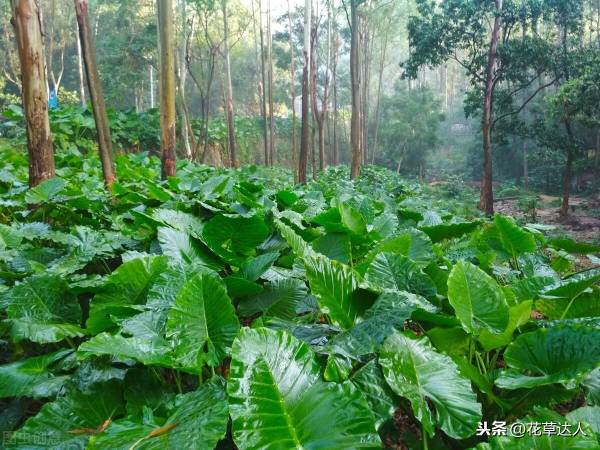 滴水观音夏天怎么养_https://www.86362.com_花卉_第2张