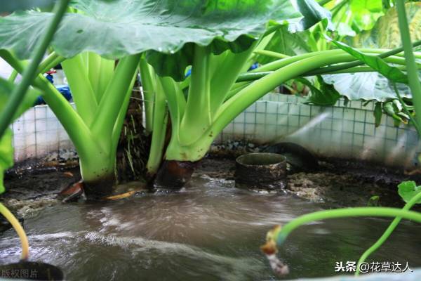 滴水观音夏天怎么养_https://www.86362.com_花卉_第3张