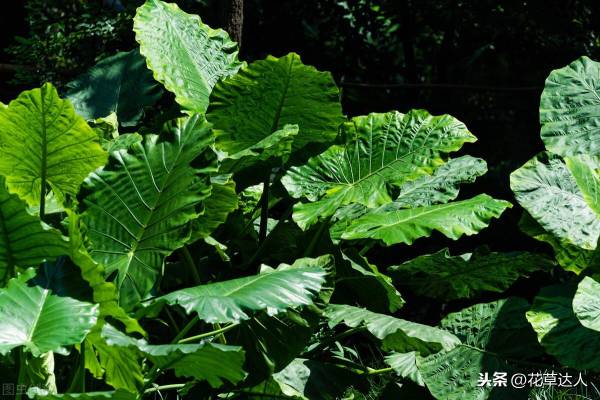 滴水观音夏天怎么养_https://www.86362.com_花卉_第4张