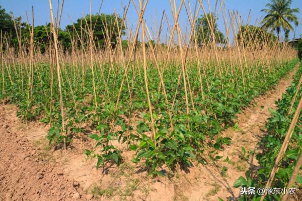 豇豆叶子发黄怎么回事_https://www.86362.com_花卉_第2张