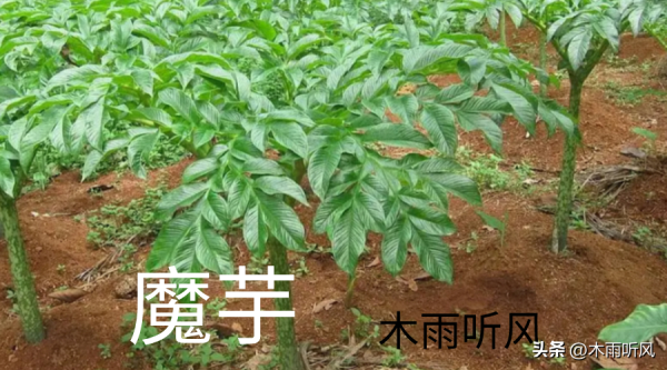 魔芋怎样种植产量高_https://www.86362.com_花卉_第1张