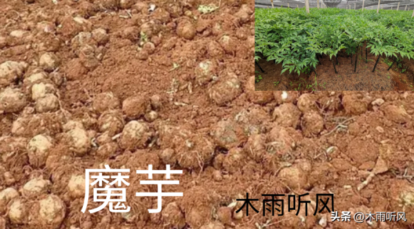 魔芋怎样种植产量高_https://www.86362.com_花卉_第2张