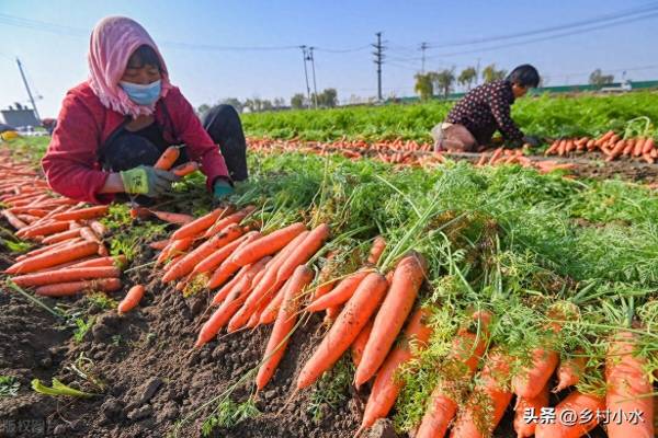 红萝卜什么时候种植最好_https://www.86362.com_花卉_第2张