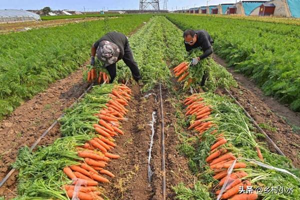 红萝卜什么时候种植最好_https://www.86362.com_花卉_第6张