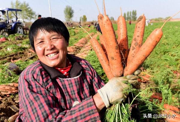 红萝卜什么时候种植最好_https://www.86362.com_花卉_第7张