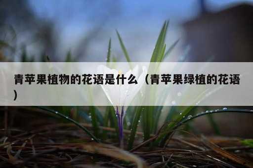 青苹果植物的花语是什么？青苹果绿植的花语