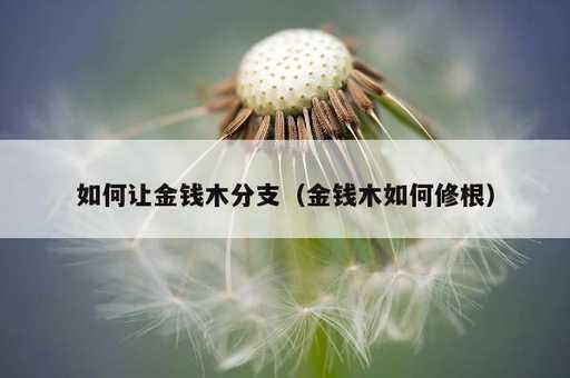 如何让金钱木分支？金钱木如何修根_https://www.86362.com_资讯_第1张