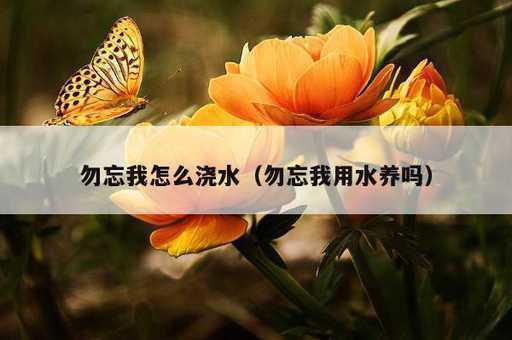 勿忘我怎么浇水？勿忘我用水养吗_https://www.86362.com_资讯_第1张