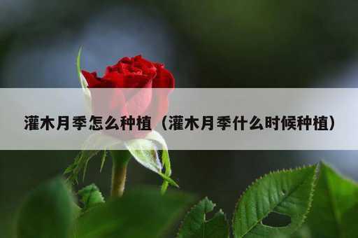 灌木月季怎么种植？灌木月季什么时候种植_https://www.86362.com_资讯_第1张