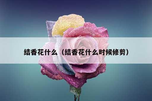 结香花什么？结香花什么时候修剪_https://www.86362.com_资讯_第1张